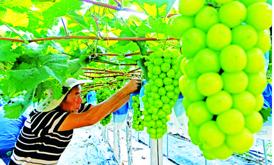 一村一品发展 特色农产品