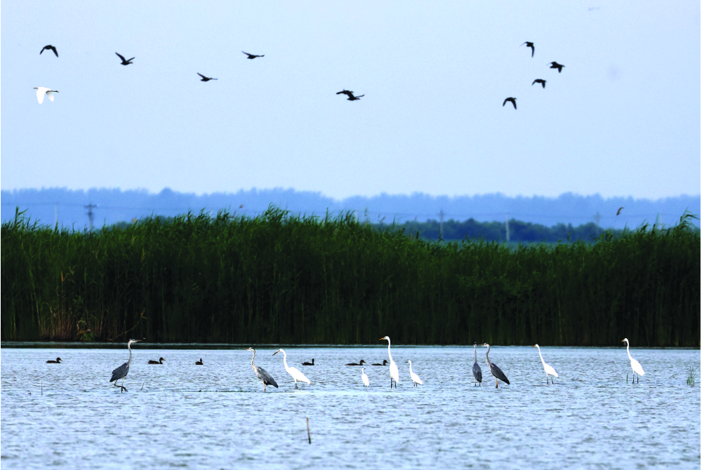 生态焦岗湖 万鸟栖息地