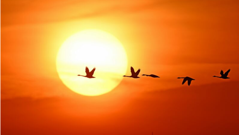 镜观飞羽 心系自然