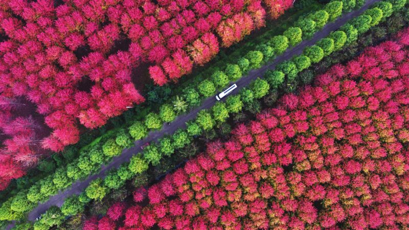 毛集红枫林把初冬染成热烈的红